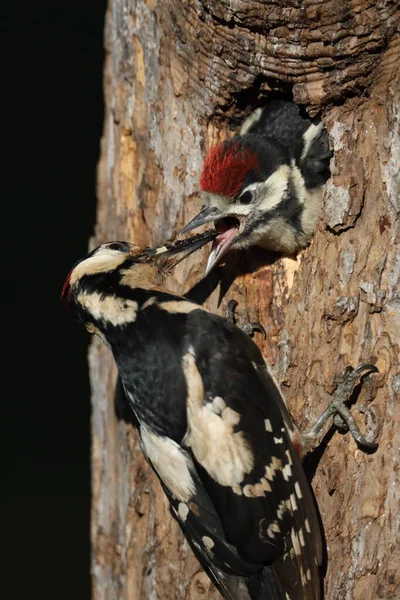 Nagy Pettyes Harkály Dendrocopos Major — Stock Fotó