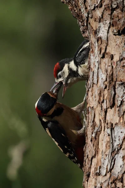 Grand Pic Tacheté Dendrocopos Major — Photo