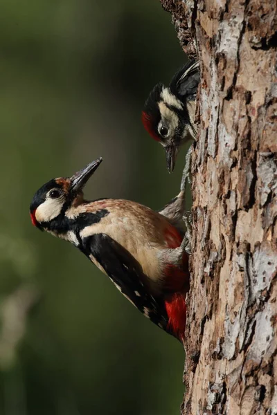 Великий Плямистий Дятел Dendrocopos Major — стокове фото