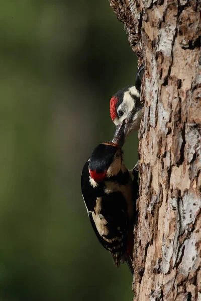 Великий Плямистий Дятел Dendrocopos Major — стокове фото