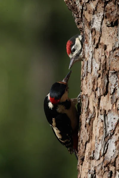 Μεγάλος Στικτός Τρυποκάρυδος Dendrocopos Major — Φωτογραφία Αρχείου