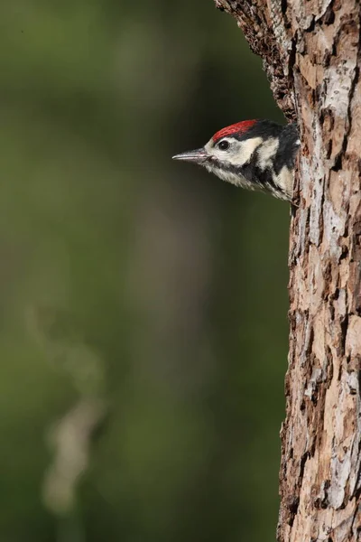 Büyük Benekli Ağaçkakan Dendrocopos Major — Stok fotoğraf