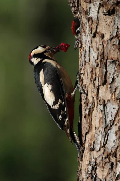 Великий Плямистий Дятел Dendrocopos Major — стокове фото