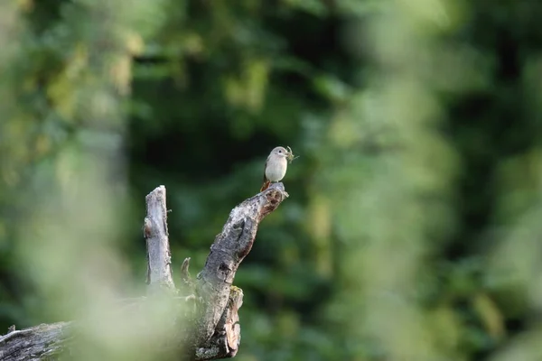 Hausrotschwanz Phoenicurus Phoenicurus — Stockfoto