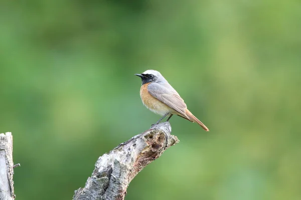 Časté Zarudnutí Phoenicurus Phoenicurus — Stock fotografie