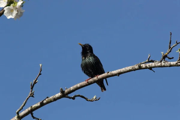 Estorninho Comum Estorninho Europeu Sturnus Vulgaris — Fotografia de Stock