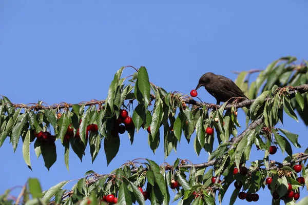 Közönséges Seregély Vagy Európai Seregély Sturnus Vulgaris — Stock Fotó