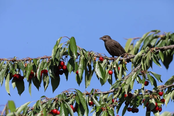 Sturnus Vulgaris Sturnus Vulgaris — стокове фото