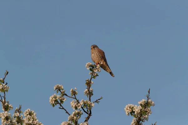 Kestrel Comum Falco Tinnunculus Senta Árvore Frutífera Florescente Alemanha — Fotografia de Stock