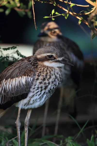 Çalı Taş Bukle Çalılık Kalın Diz Avustralya — Stok fotoğraf