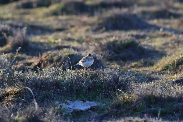 Eurasiática Skylark Alauda Arvensis Suécia — Fotografia de Stock