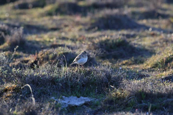 ユーラシア スカイラーク Alauda Arvensis スウェーデン — ストック写真