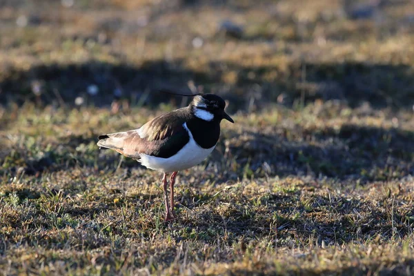 Northern Lapwing Vanellus Vanellus Sweden — Stock Photo, Image