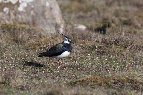 North Lapwing Vanellus Vanellus Sweden — стокове фото