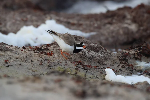 Plover Anelado Comum Plover Anelado Charadrius Hiaticula — Fotografia de Stock