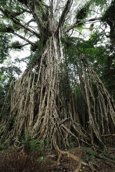 Olhando Para Gigantesca Catedral Fig Tree Atherton Tablelands Austrália — Fotografia de Stock