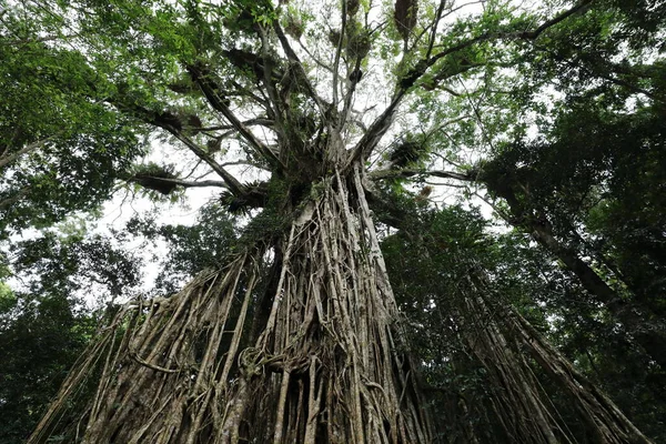 Оглядаючи Гігантське Фігове Дерево Атертон Таблелендс Австралія — стокове фото