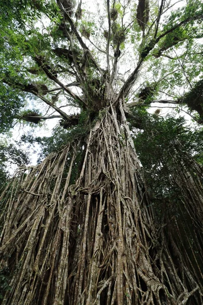 Olhando Para Gigantesca Catedral Fig Tree Atherton Tablelands Austrália — Fotografia de Stock