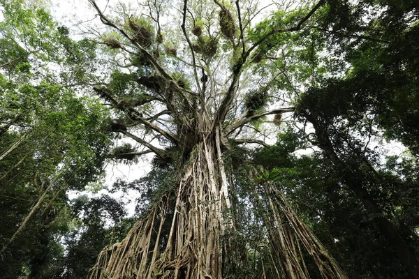 Оглядаючи Гігантське Фігове Дерево Атертон Таблелендс Австралія — стокове фото