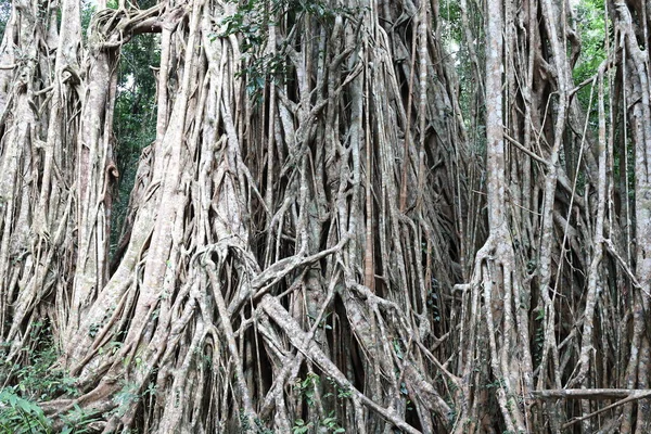 Blick Auf Den Riesigen Cathedral Feigenbaum Auf Den Atherton Tablelands — Stockfoto