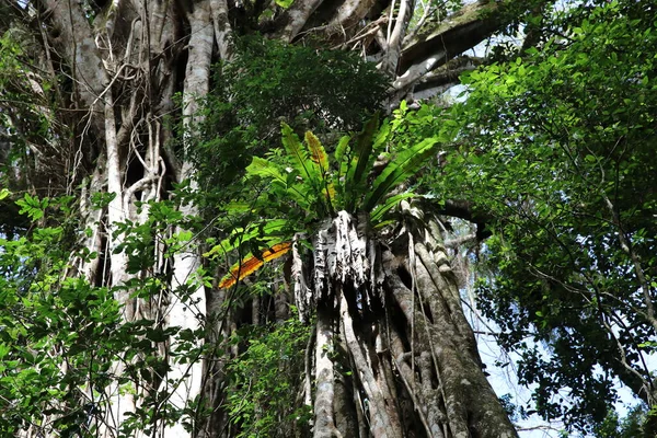 Titta Upp Den Gigantiska Katedralen Fig Tree Atherton Tablelands Australien — Stockfoto