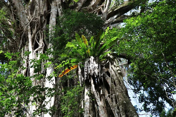 Mirando Hacia Gigantesca Higuera Catedral Las Mesetas Atherton Australia — Foto de Stock