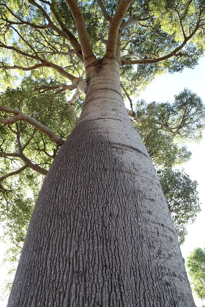 Schmalblättriger Flaschenbaum Oder Queensland Flaschenbaum Brachychiton Rupestris Queensland Australien — Stockfoto