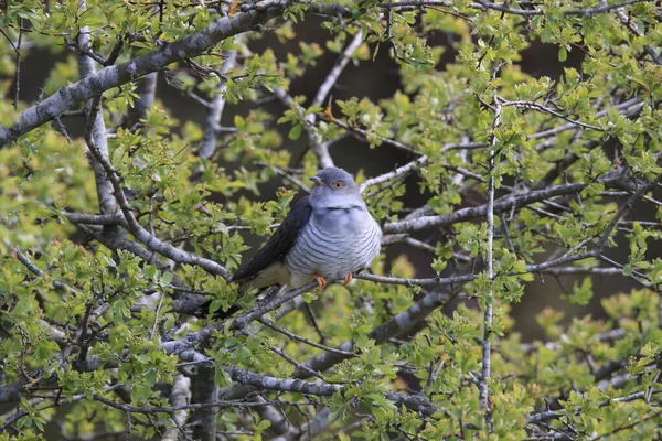 뻐꾸기 Cuculus Canorus 스웨덴 — 스톡 사진