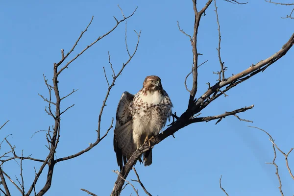 Buse Queue Rousse Buteo Jamaicensis Bosque Del Apache National Wildlife — Photo