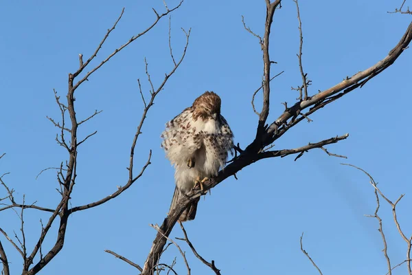 红尾鹰 Buteo Jamaicensis Bosque Del Apache国家野生动物保护区 新墨西哥州 — 图库照片