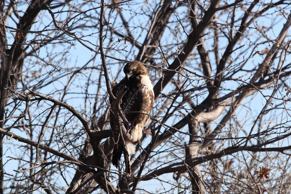 Kızıl Kuyruklu Şahin Buteo Jamaicensis Bosque Del Apaçi Ulusal Vahşi — Stok fotoğraf