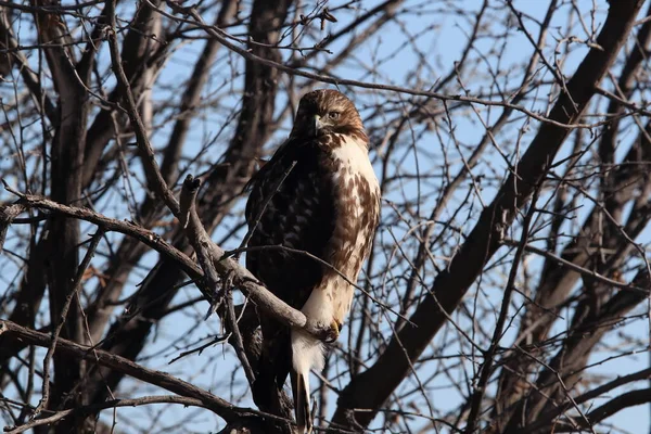 Γεράκι Κόκκινη Ουρά Buteo Jamaicensis Bosque Del Apache National Wildlife — Φωτογραφία Αρχείου