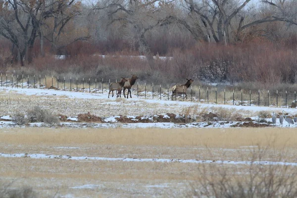 Wapiti Bosque Del Apache National Wildlife Refuge New Mexico — стокове фото