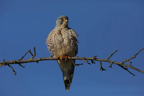 Faucon Crécerelle Falco Tinnunculus — Photo