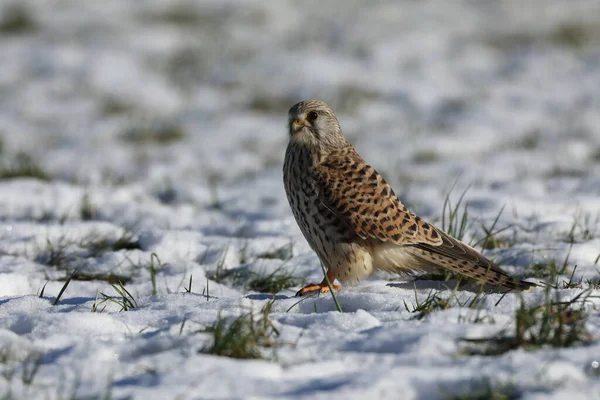 Cestrel Comum Falco Tinnunculus — Fotografia de Stock