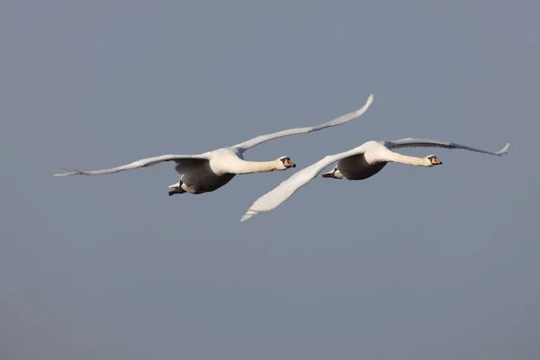 Cigno Muto Cygnus Olor Che Vola Basso Sopra Lago Federsee — Foto Stock