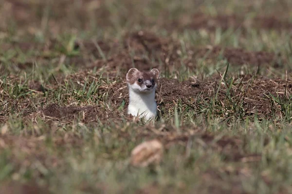 Stoat Mustela Erminea Schwabiska Alperna Tyskland — Stockfoto