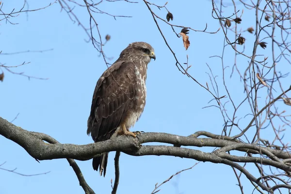 Yaygın Akbaba Buteo Buteo — Stok fotoğraf