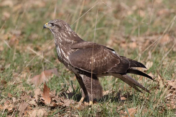 Yaygın Akbaba Buteo Buteo — Stok fotoğraf