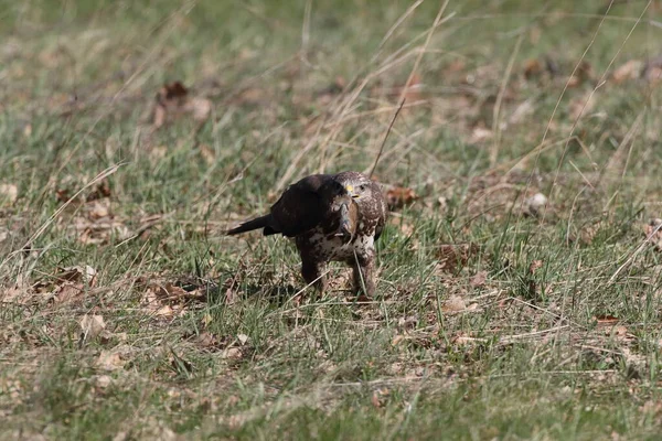 Buse Commune Buteo Buteo Avec Souris Proie — Photo