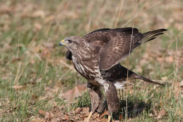 Buizerd Buteo Buteo — Stockfoto