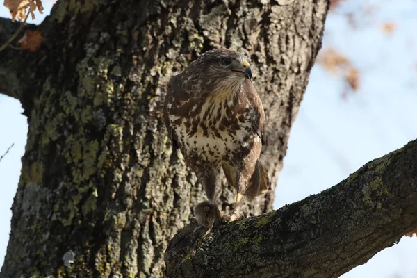 Fareli Yaygın Akbaba Buteo Buteo — Stok fotoğraf