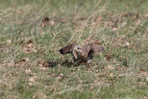 Buitre Común Buteo Buteo Con Ratón Presa — Foto de Stock