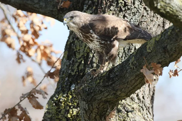 Fareli Yaygın Akbaba Buteo Buteo — Stok fotoğraf