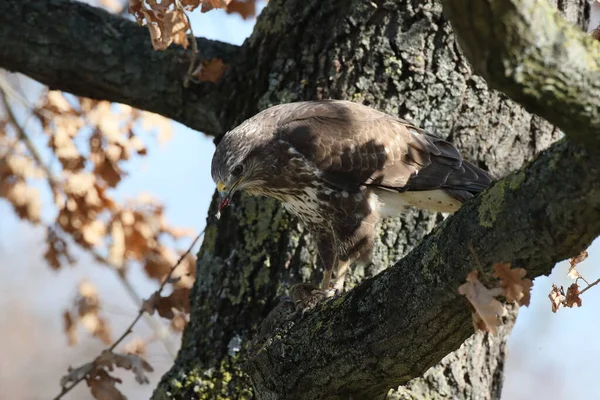 Buitre Común Buteo Buteo Con Ratón Presa — Foto de Stock