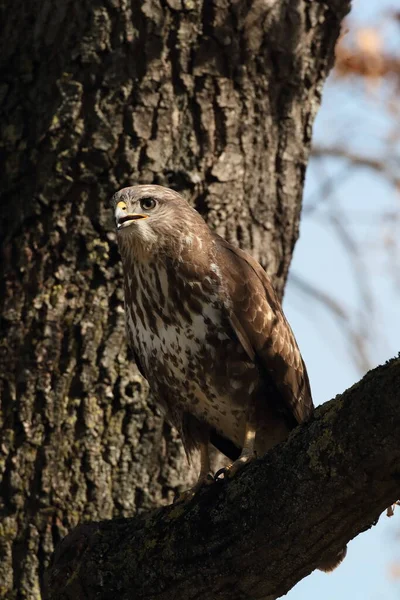 Yaygın Akbaba Buteo Buteo — Stok fotoğraf