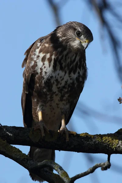 Κοινό Όρνιο Buteo Buteo — Φωτογραφία Αρχείου