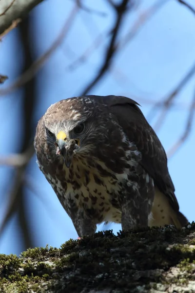 Κοινή Buzzard Buteo Buteo Ποντίκι Θήραμα — Φωτογραφία Αρχείου