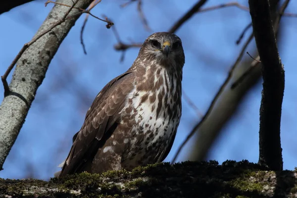 Buitre Común Buteo Buteo Con Ratón Presa —  Fotos de Stock