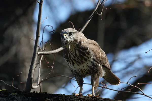 Buse Commune Buteo Buteo Avec Souris Proie — Photo